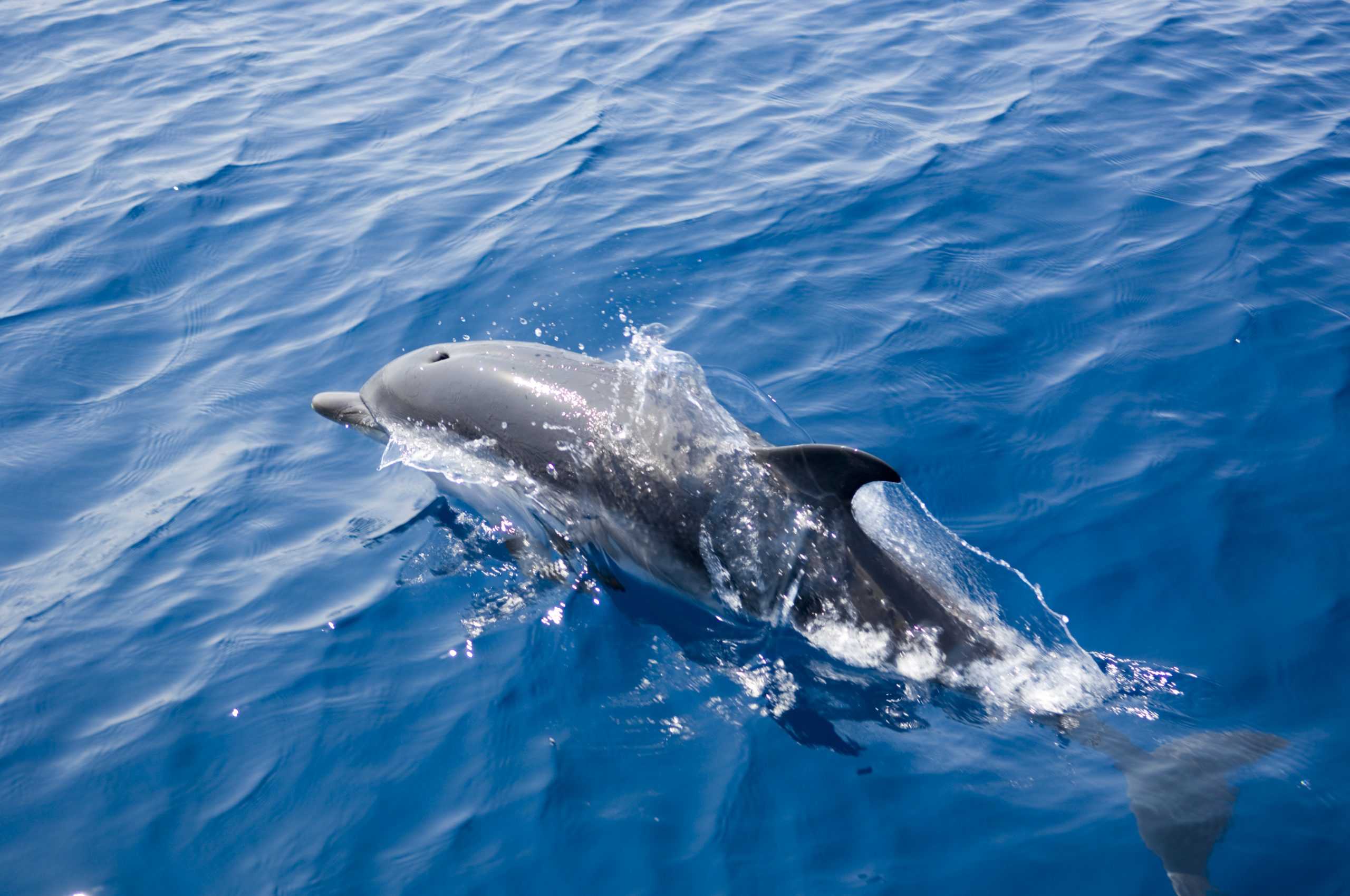 dauphin sortie-dauphins-martinique