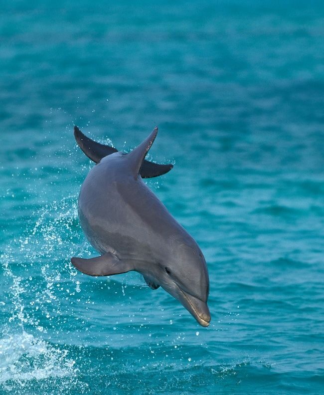 reconnaitre dauphin