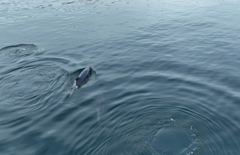 Peponocephala electra