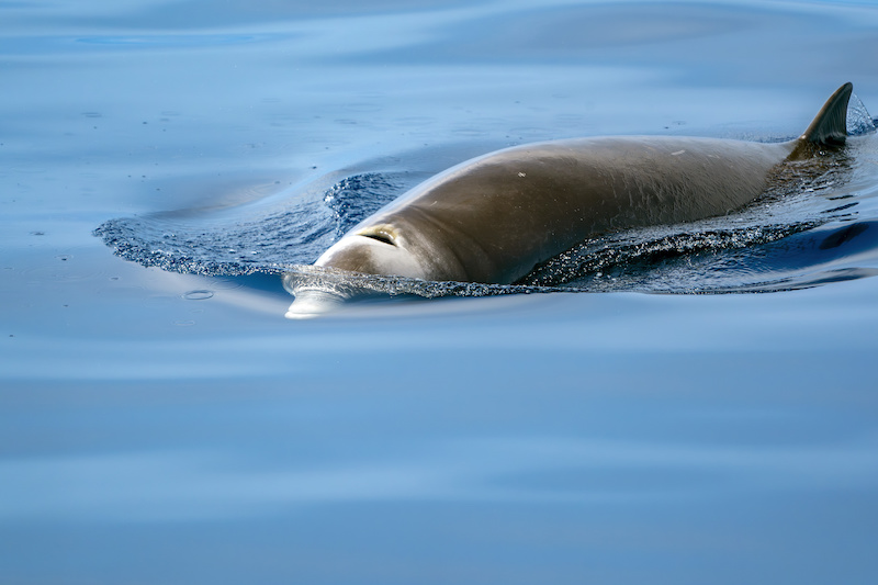 baleine de cuvier martinique