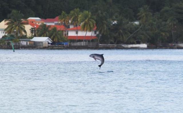 cachalot nain martinique