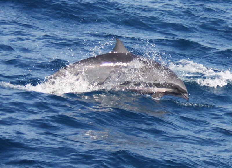 dauphin fraser martinique