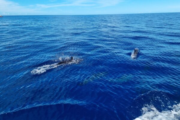 dauphin-martinique dauphin-martinique