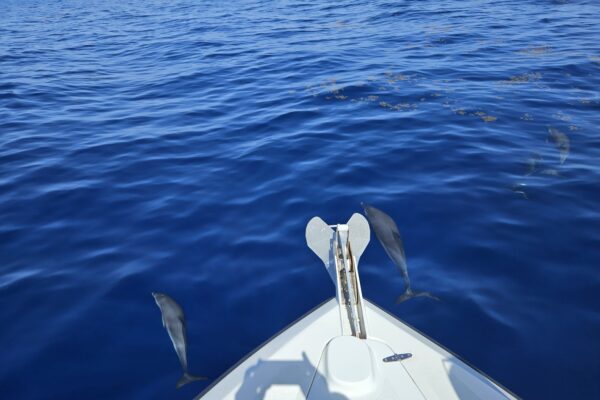 dauphins-martinique dauphins-martinique