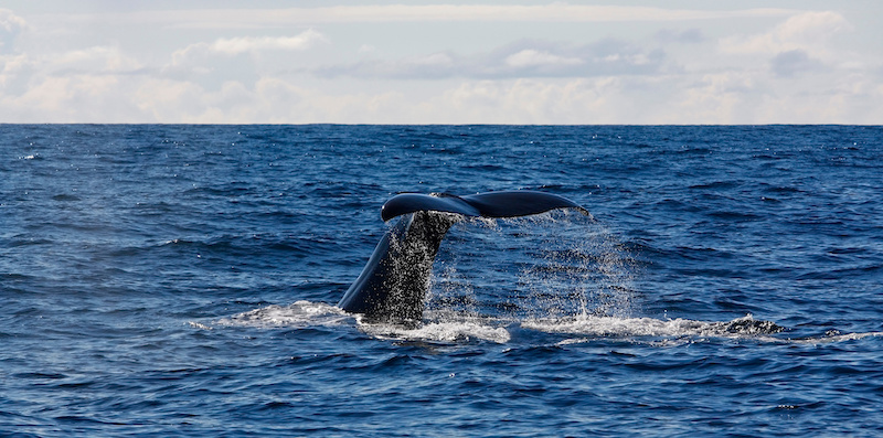 nageoire Physeter macrocephalus
