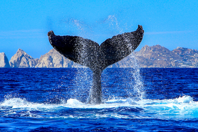 nageoire mégaptère