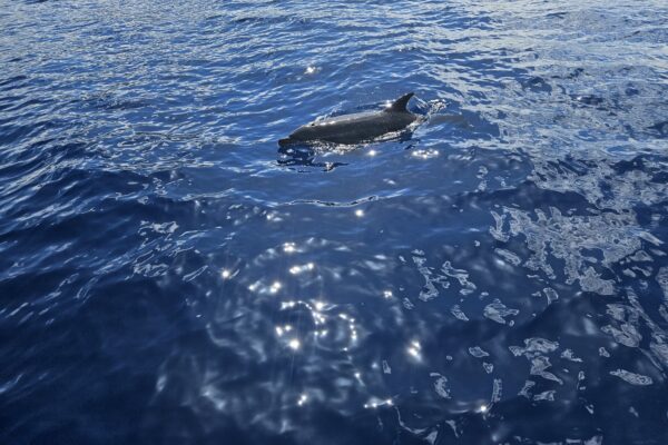 observer-dauphin observer-dauphin