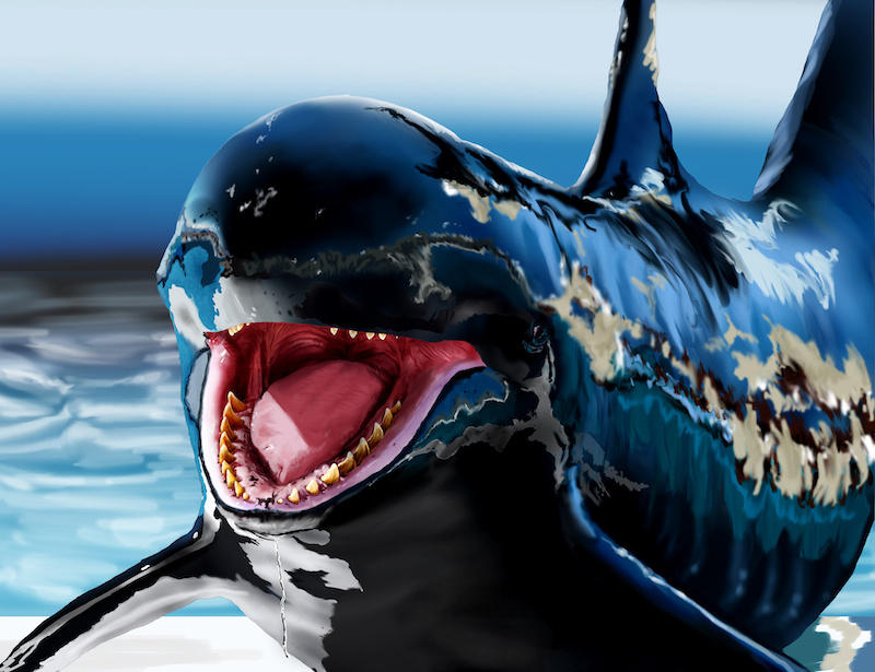 pseudorque martinique